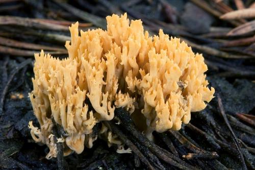 strapačka / kuřátka kořínkatá