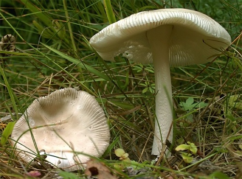 muchotrávka pošvatá / muchomůrka pošvatá