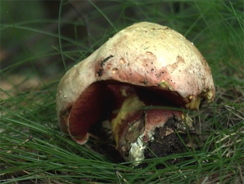 hríb úhľadný horský / hřib Moserův