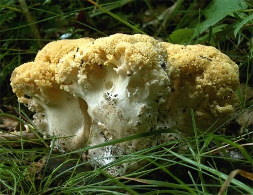 strapačka (bližšie neurčená)
