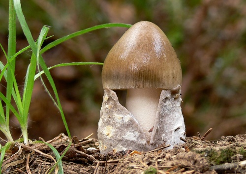 muchotrávka pošvatá / muchomůrka pošvatá
