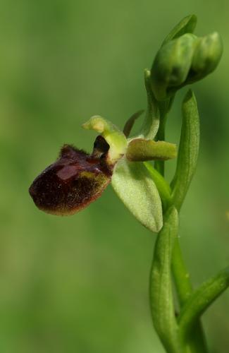 hmyzovník pavúkovitý