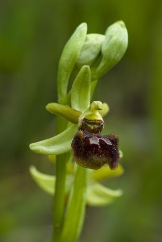 hmyzovník pavúkovitý