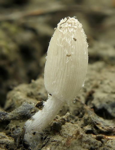 hnojník (bližšie neurčený)