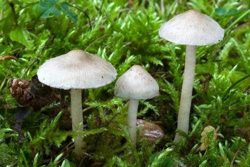 vláknica hlinovolupeňová / vláknice zemní