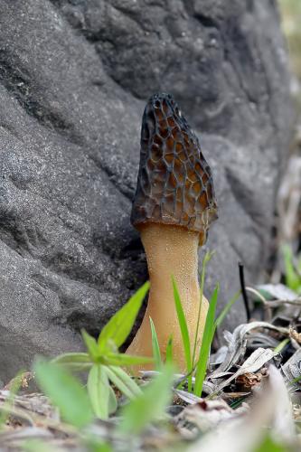 smrčok (bližšie neurčený)