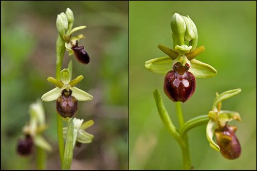 hmyzovník pavúkovitý