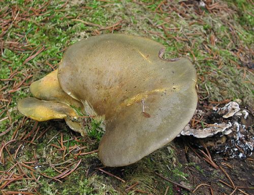 pňovka neskorá / pařezník pozdní