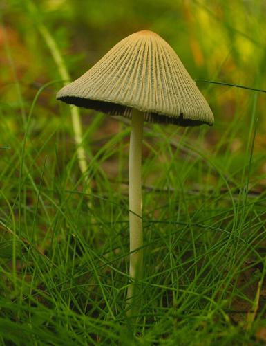hnojník (bližšie neurčený)