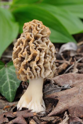 smrčok obyčajný / smrž jedlý