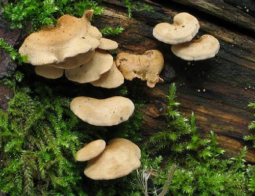 pňovka obyčajná / pařezník obecný