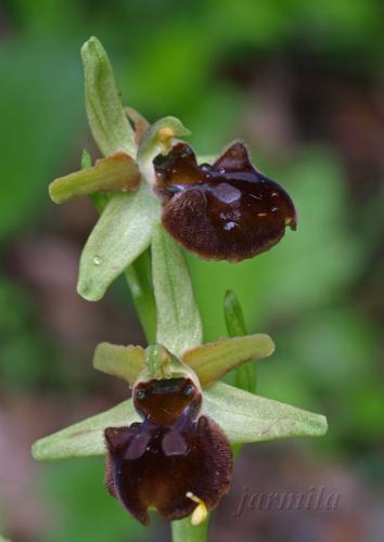 hmyzovník pavúkovitý