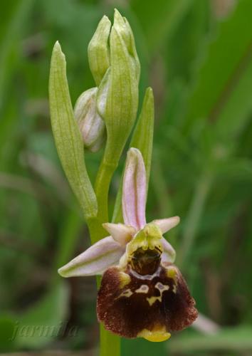 hmyzovník čmeľovitý