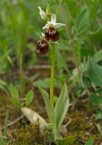 hmyzovník čmeľovitý