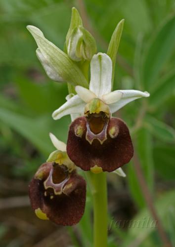 hmyzovník čmeľovitý