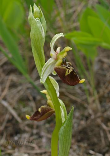 hmyzovník čmeľovitý