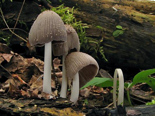 hnojník (bližšie neurčený)