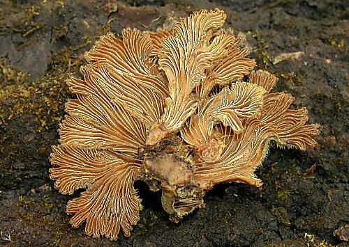 klanolupeňovka obyčajná / klanolístka obecná