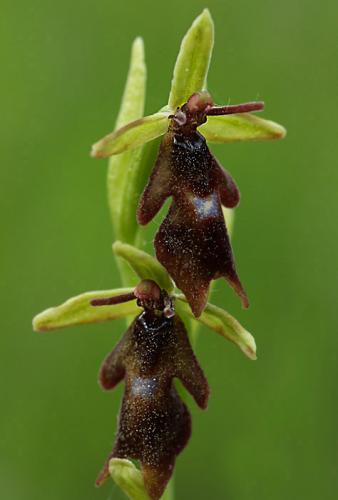 hmyzovník muchovitý