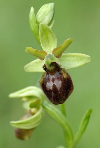 hmyzovník pavúkovitý