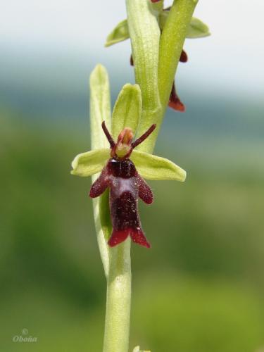 hmyzovník muchovitý