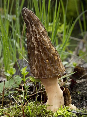 smrčok kužeľovitý / smrž kuželovitý