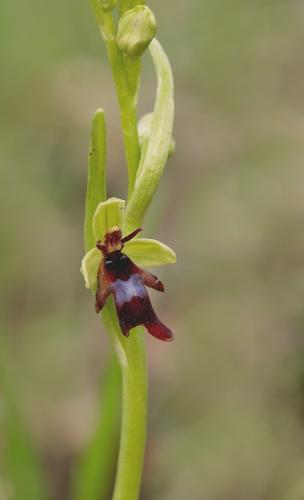 hmyzovník muchovitý