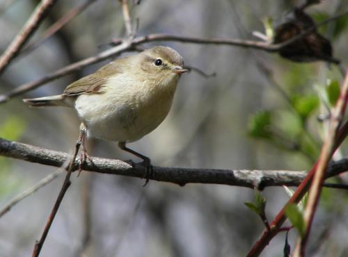 kolibkárik čipčavý