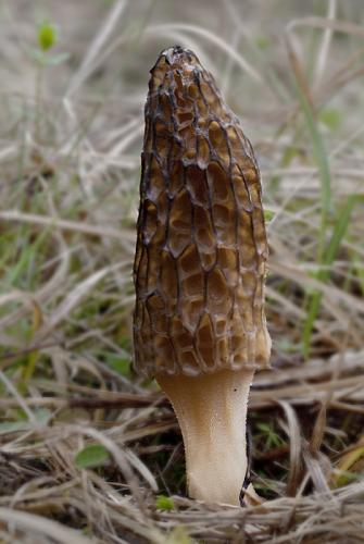 smrčok kužeľovitý / smrž kuželovitý