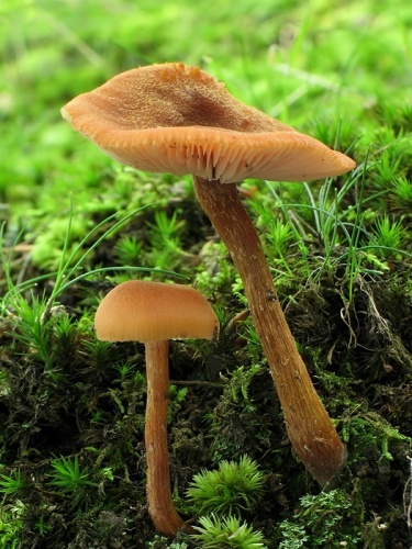 lakovka veľká / lakovka statná