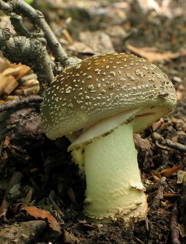 muchotrávka hrubá / muchomůrka šedivka