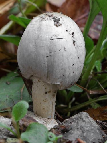 hnojník atramentový / hnojník inkoustový