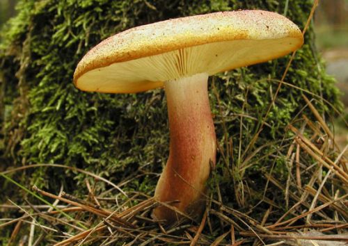 čírovec červenožltý / šafránka červenožlutá