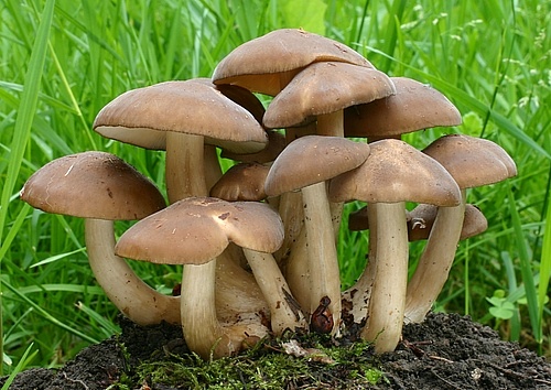 strmulec nakopený / líha nahloučená