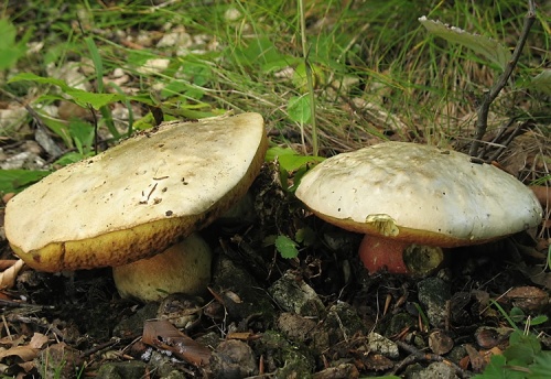 hríb satanský / hřib satan