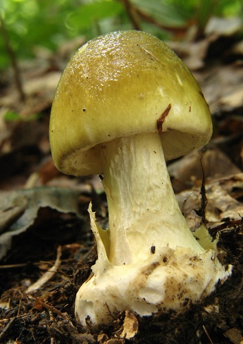 muchotrávka zelená / muchomůrka zelená