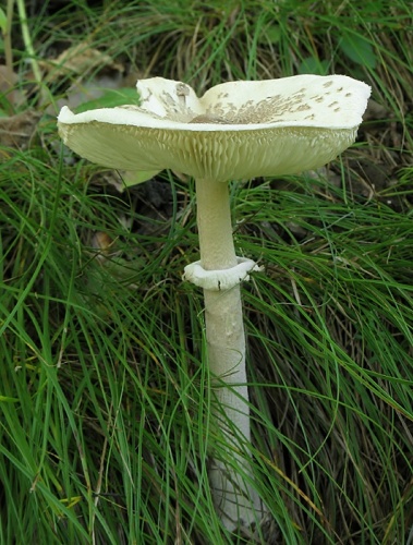 bedľa vyniknutá / bedla vyniklá