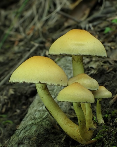 strapcovka zväzkovitá / třepenitka svazčitá
