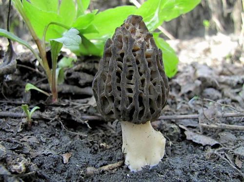 smrčok kužeľovitý / smrž kuželovitý