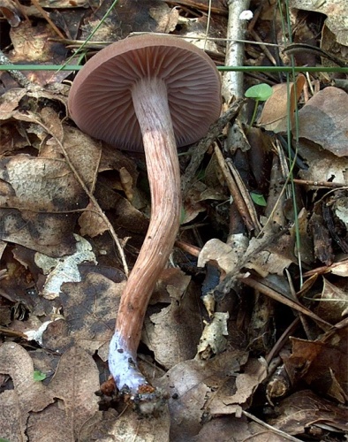 lakovka dvojfarebná / lakovka dvoubarvá