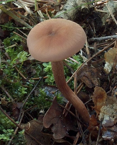 lakovka dvojfarebná / lakovka dvoubarvá