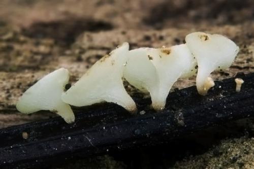 čiašočka belavá / voskovička