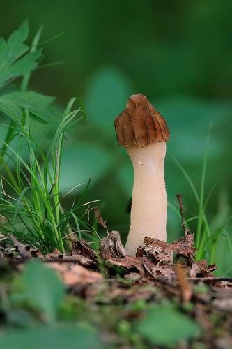 smrčok hybridný / smrž polovolný