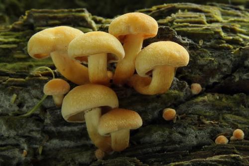 strapcovka zväzkovitá / třepenitka svazčitá