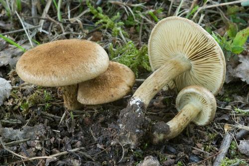 vláknica olivovohnedá / vláknice potměchuťová