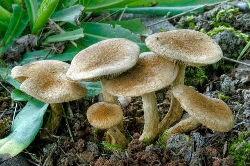 vláknica olivovohnedá / vláknice potměchuťová