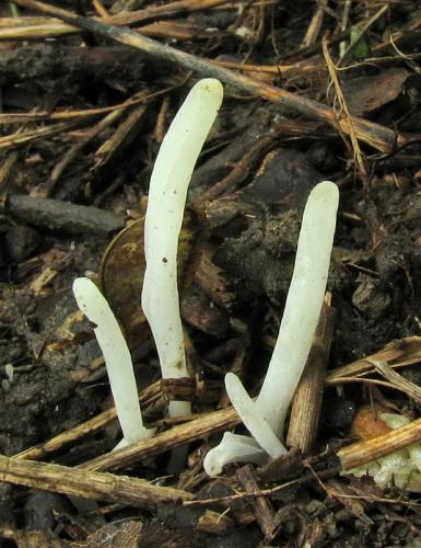 kyjačik (bližšie neurčený)