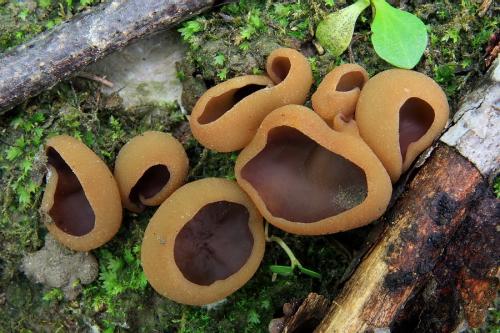 čiaška / řasnatka Micheliho