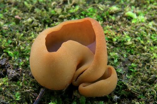 čiaška / řasnatka Micheliho