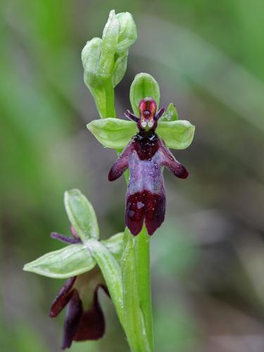 hmyzovník muchovitý
